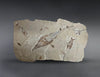 Marine Fossil Association Featuring 18” Guitar Ray
