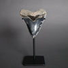 Megalodon Shark Tooth - 5.99