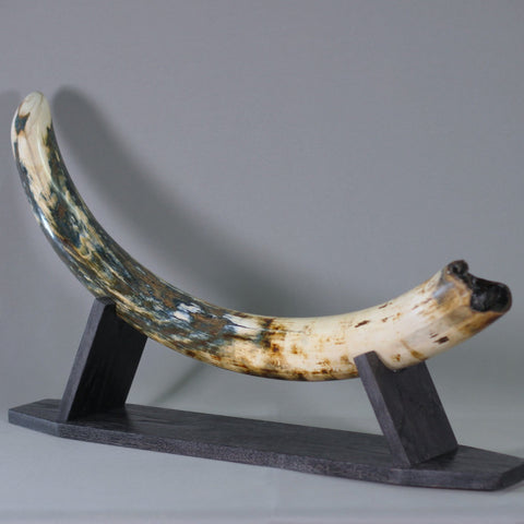 Woolly Mammoth Tusk - 40”