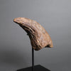 Tyrannosaurus rex Foot Claw - 6.05" *ON HOLD*