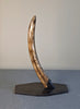 Woolly Mammoth Tusk - 22.5"