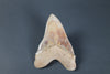 Megalodon Shark Tooth - 5.85"
