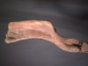 Forelimb of Brachylophosaurus canadensis