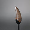 Vault Series #6 - Fine Tyrannosaurus rex Tooth