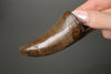 Vault Series #6 - Fine Tyrannosaurus rex Tooth