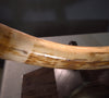 Woolly Mammoth Tusk - 31.5”