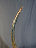 Woolly Mammoth Tusk - 41"