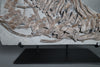 Partial Ichthyosaur - 22"
