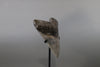Megalodon Shark Tooth - 5.97"