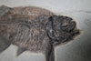 Fossil Fish, Phareodus testis