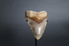 Megalodon Shark Tooth - 5.63