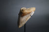 Megalodon Shark Tooth - 5.63