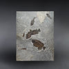 Fossil Fish Assemblage - 40 x 30.5 inches