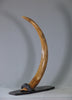 Woolly Mammoth Tusk - 39.5”
