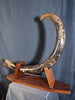 Woolly Mammoth Tusk - 8' long