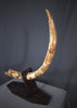 Woolly Mammoth Tusk - 42.5" *RESERVED*