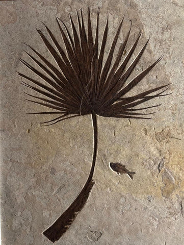 Breathtaking Fossil Palm Frond - 48 x 36 in.