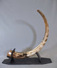 Woolly Mammoth Tusk - 62”