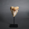 Megalodon Shark Tooth - 5.63