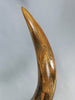 Woolly Mammoth Tusk Pair, Dwarf Subspecies