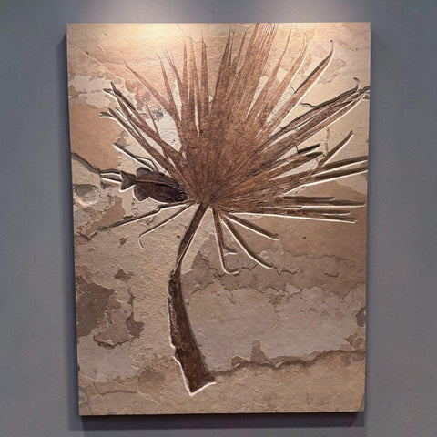 Fossil Palm Frond