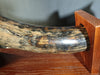 Woolly Mammoth Tusk - 8' long