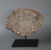 Large Lunar Meteorite - Oued El Hamim 001 - 884 grams