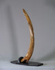 Woolly Mammoth Tusk - 39.5”