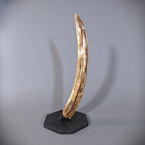 Woolly Mammoth Tusk - 23.5"