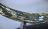 Woolly Mammoth Tusk - 40”