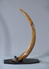 Woolly Mammoth Tusk - 39.5”