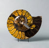 Beautiful Craspedodiscus Ammonite - 15.5"