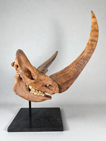 Woolly Rhino Skull