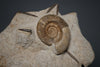Ammonite and Belemnites on Matrix *RESERVED*