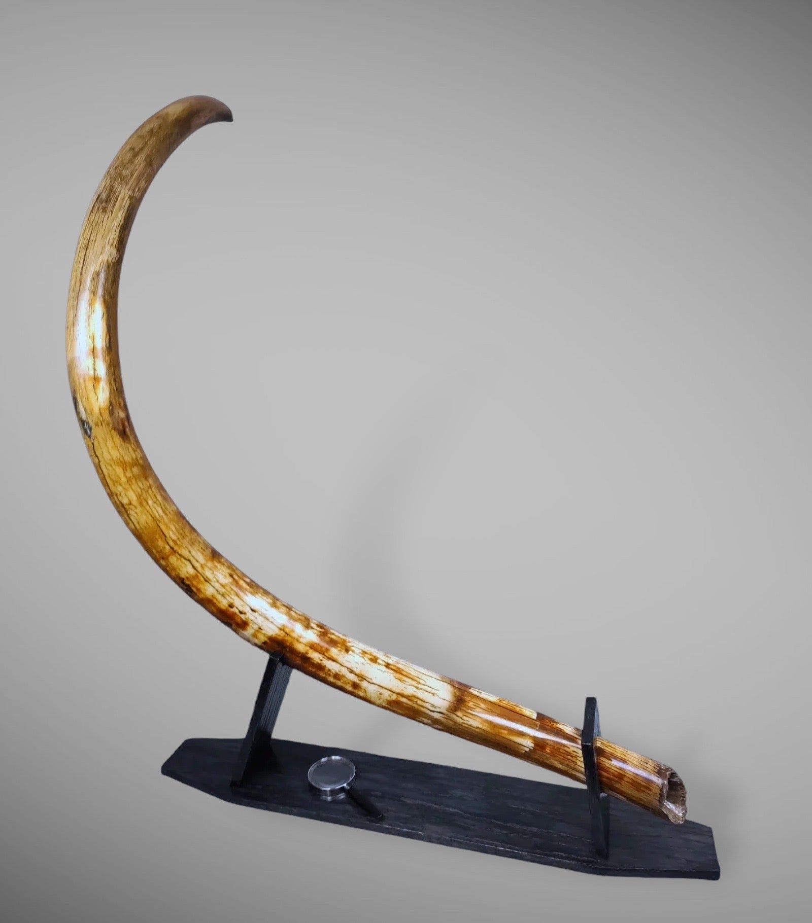 Buy online mammoth tusk