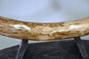 Woolly Mammoth Tusk - 31”