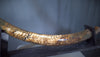 Woolly Mammoth Tusk - 8'2"
