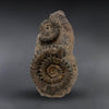 Spiny Ammonites, Porpoceras - 6"