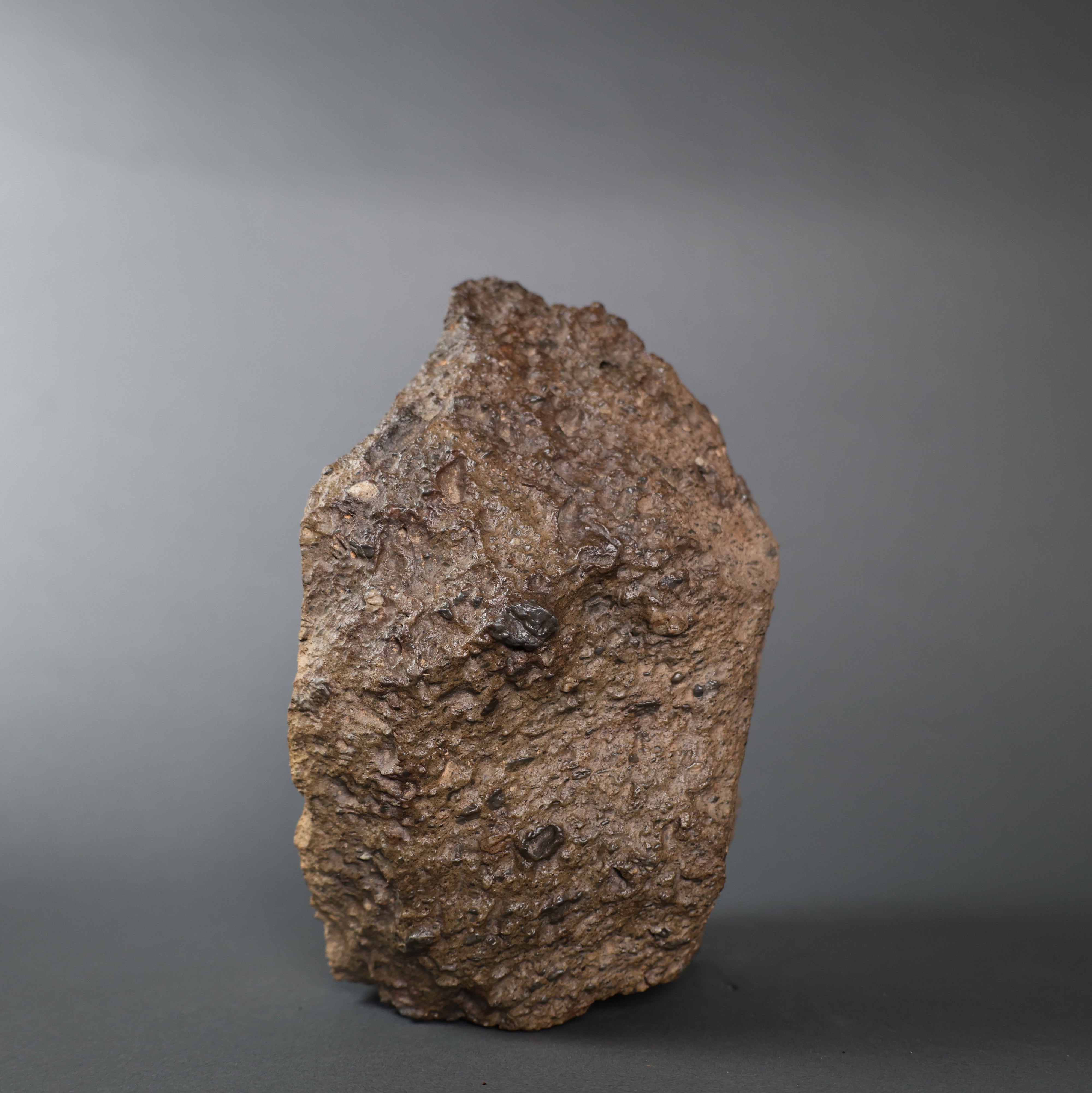 Evolution Meteorlite Notable Fossils, Meteorites and Natural History Works – Fossil Realm