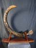 Woolly Mammoth Tusk - 8' long