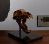 Fossil Cave Bear Skull, 19”