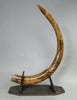 Woolly Mammoth Tusk Pair, Dwarf Subspecies