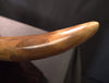 Woolly Mammoth Tusk - 31.5”