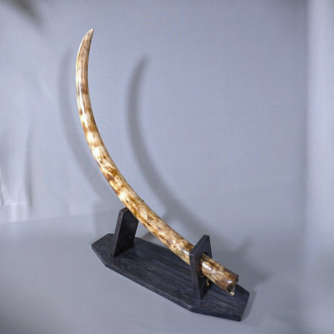 Woolly Mammoth Tusk - 44.5"