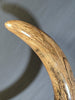 Woolly Mammoth Tusk - 8' long