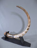Woolly Mammoth Tusk - 62”
