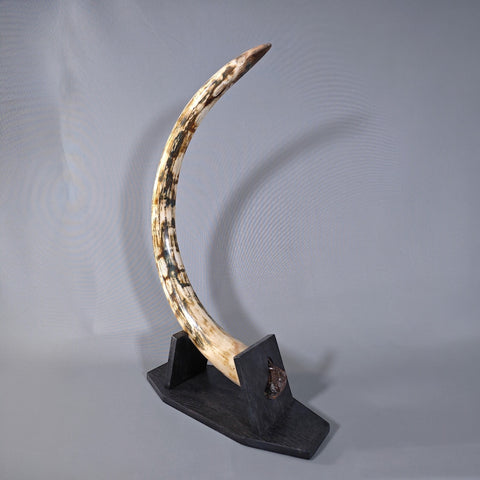 Woolly Mammoth Tusk - 48"