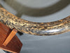 Woolly Mammoth Tusk - 8' long