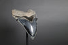 Megalodon Shark Tooth - 5.99