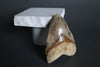 Megalodon Shark Tooth - 5.63